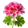 Geranium fragrance note