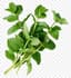 Mint fragrance note