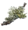 Oakmoss fragrance note