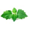 Patchouli fragrance note