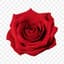Rose fragrance note