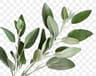 Sage fragrance note