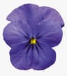 Violet fragrance note