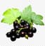 Black Currant fragrance note