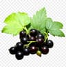 Black Currant fragrance note