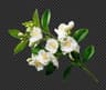 Jasmine fragrance note