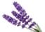 Lavender fragrance note