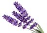 Lavender fragrance note