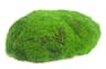 Moss fragrance note