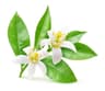 Orange Blossom fragrance note