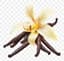 Vanilla fragrance note