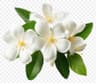 White Floral fragrance note
